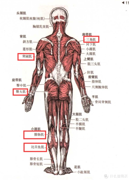 不是学医的话,看肌肉解剖图很痛苦,这里只要看下今天要用到的几块肌肉