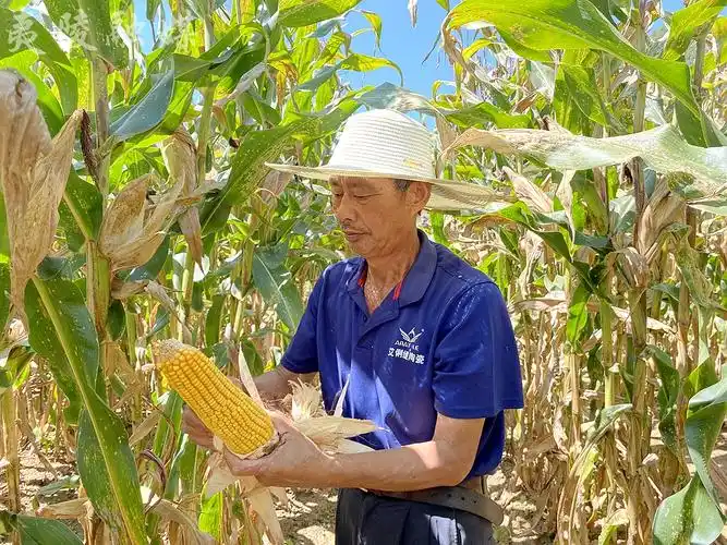 宜昌夷陵喜看玉米乐享丰收