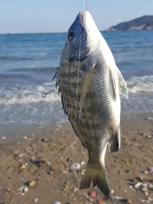 深秋海滩钓黑鲷,鱼口不错,明天继续.
