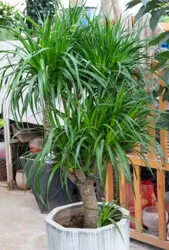 龙血树的养殖方法和注意事项 浇水不宜过多防止树干腐烂