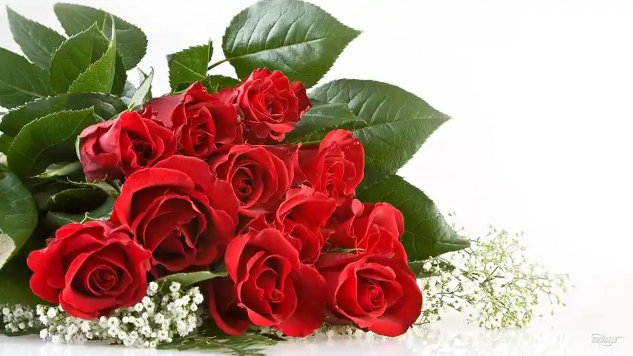 清新唯美玫瑰花图片大全-植物壁纸-壁纸下载-美桌网