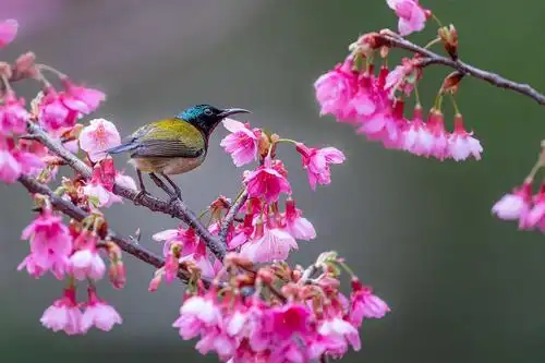 最美花鸟图——樱花与叉尾太阳鸟