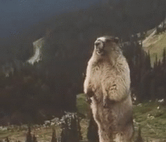 土拨鼠呐喊老婆动态表情包