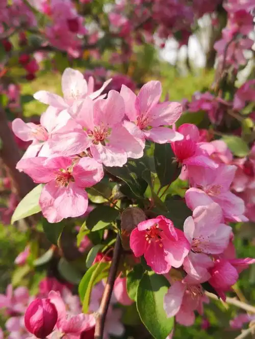 海棠花溪已是盛花期