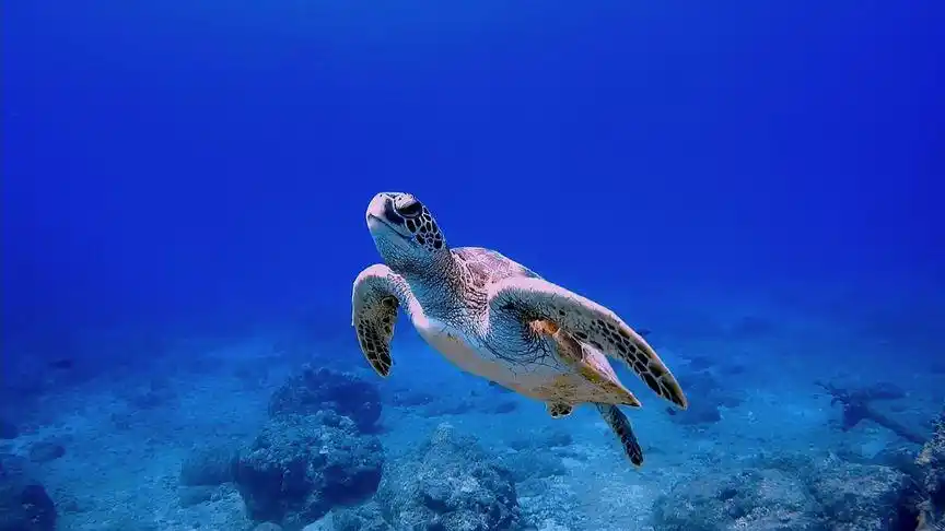 海中畅游大海的海龟98～#潜水 #海底生物 #水下摄影#海底世界