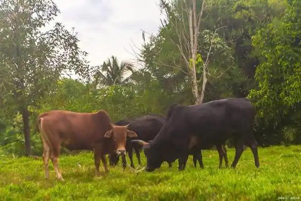 黄牛水牛能否杂交?它们的后代是什么样子,是否能成新的物种?