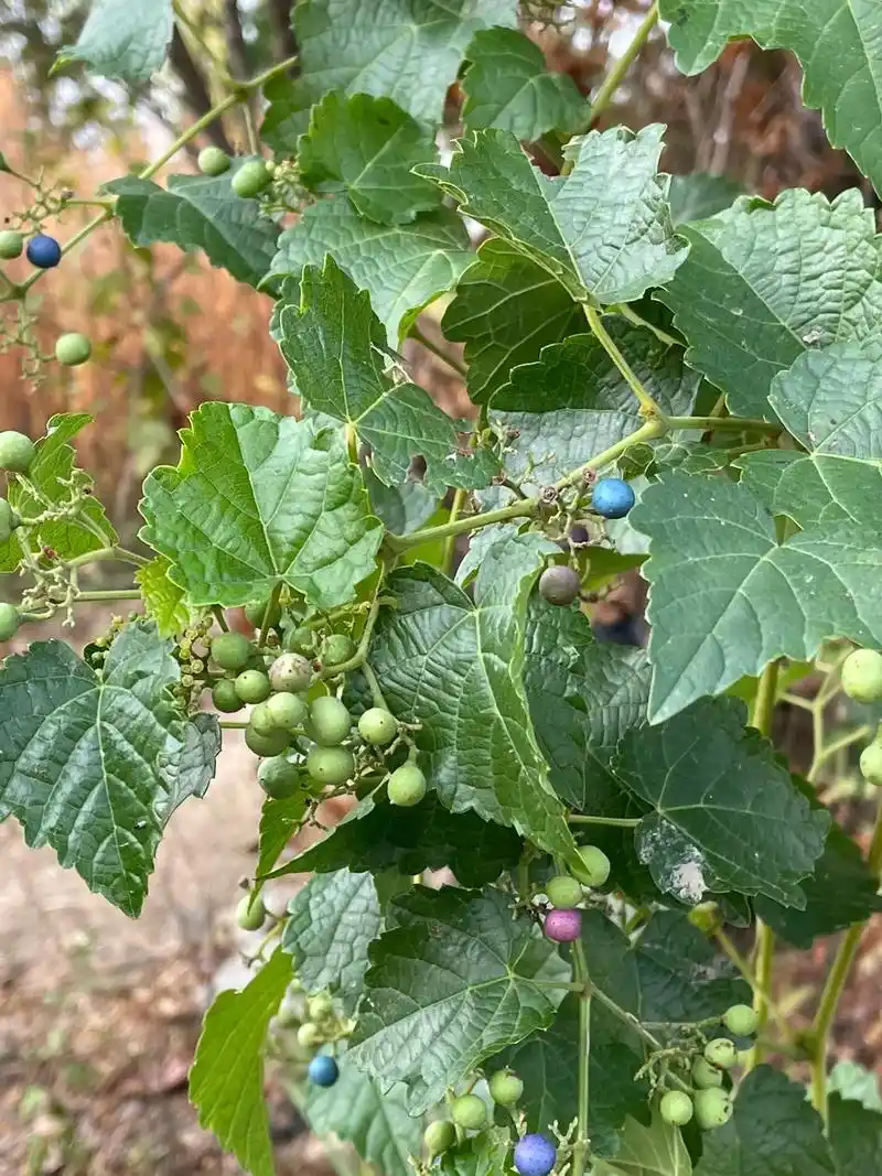 七彩果听说吃了会筑基 - 抖音