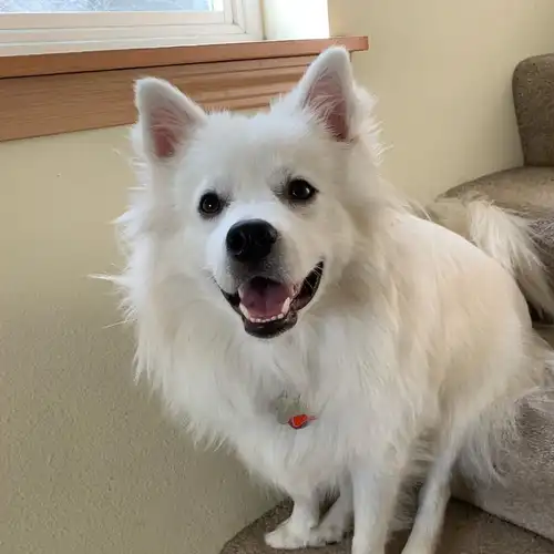 狗狗双腿站立很可爱?真不懂这种会伤害狗狗的可爱究竟有什么意义