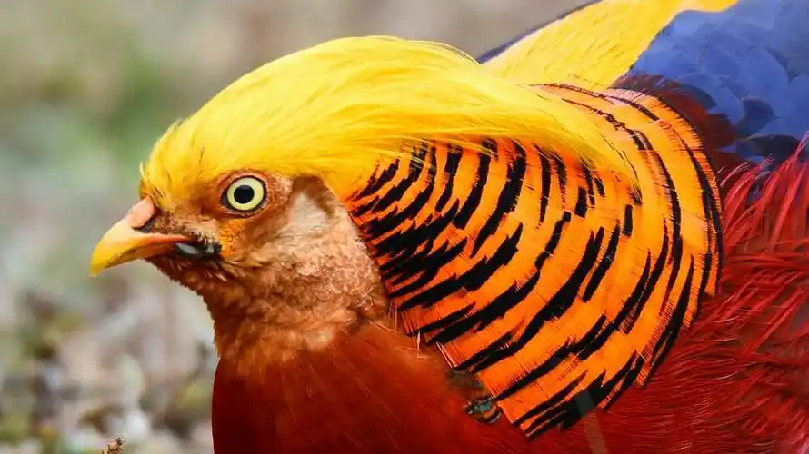 国家二级保护动物 ―― 红腹锦鸡.