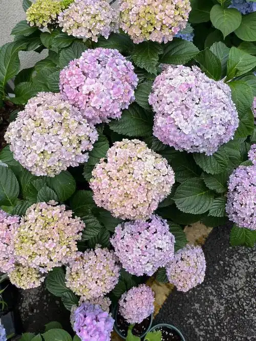 绣球  品种是花手鞠,直立性很强虽然这个图没啥说服力,单头一朵花是