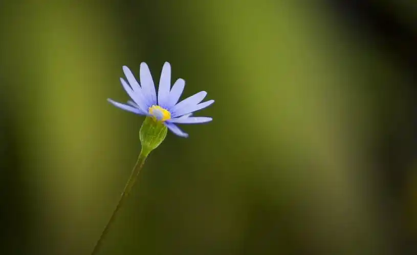 紫色的小花高清4k图片,4k高清风景图片,娟娟壁纸