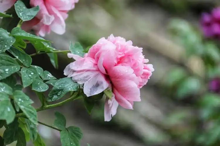 雨中牡丹,上海植物园.