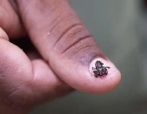 3,泰国猪鼻蝙蝠:也叫做大黄蜂蝠,它们比蜂鸟大不了多少,最大的也只有