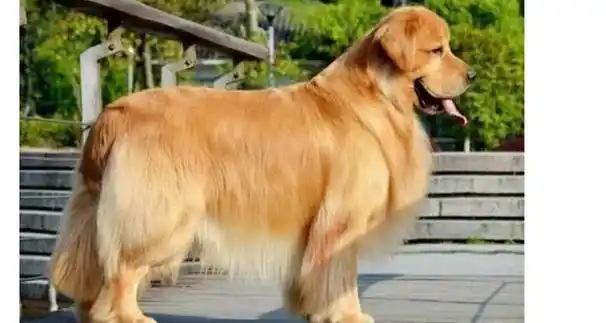 成年金毛犬体重是多少