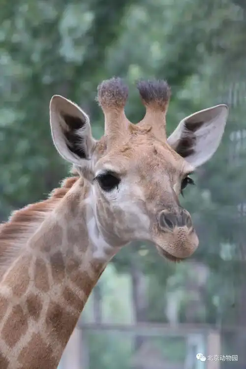 动物印象动物园长颈鹿今年连续添丁