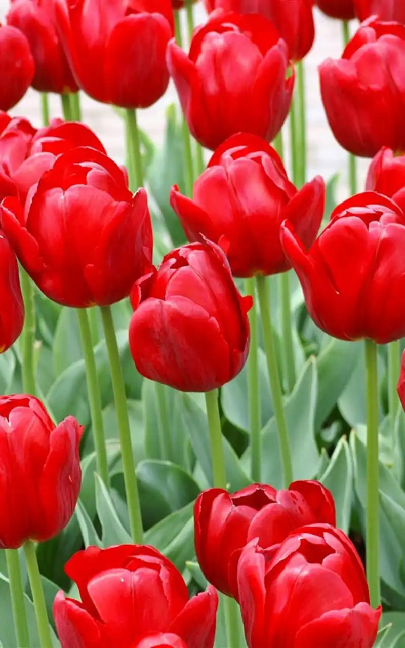 好看的郁金香图片大全手机壁纸,植物,花朵,植物,自然,花卉,郁金香
