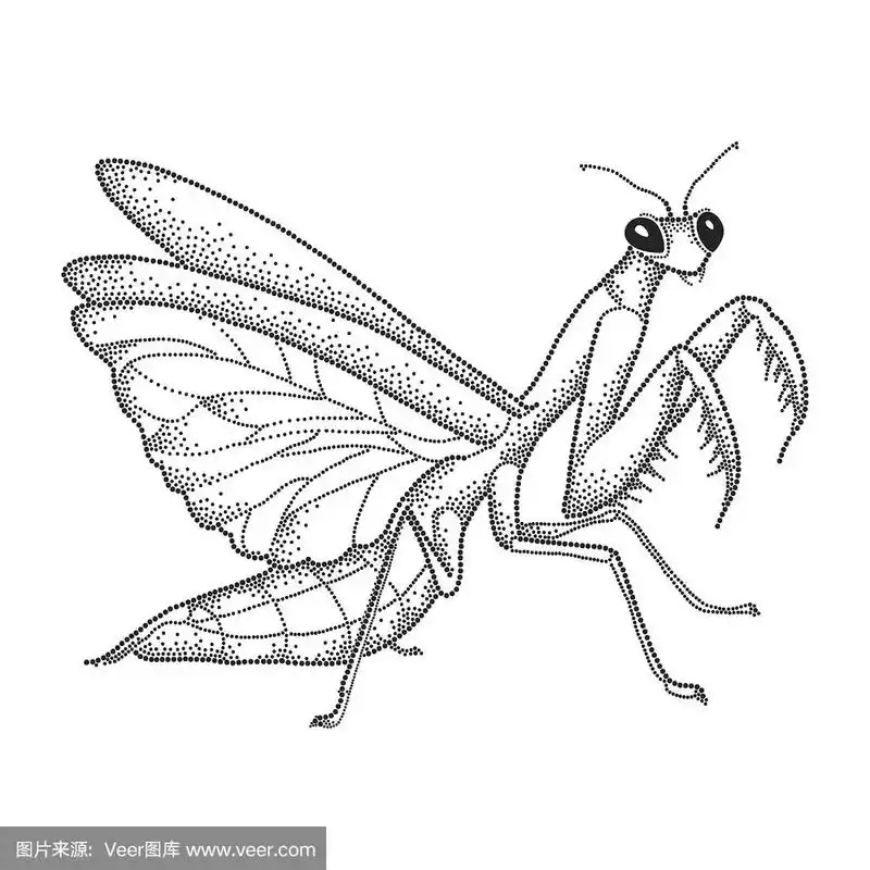 斑点螳螂或祈祷螳螂孤立在白色背景