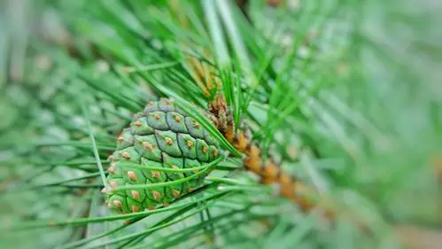 游览哈尔滨中国亭园