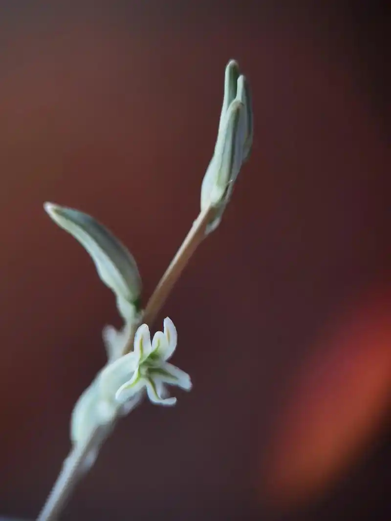 肉肉开花了95 拍摄灵感:玉露开花了.原产于南非.喜凉爽的 - 抖音