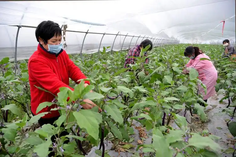 椒江神龙蔬菜专业合作社的工人们正在茄子大棚间劳作