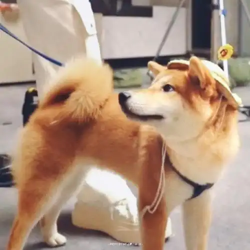 张真源 顶级浓颜ace