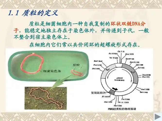 2010实验一二 重组质粒dna提取,双酶切鉴定,凝胶电泳,紫外分光法ppt