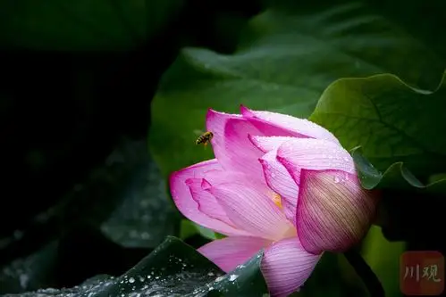 视频丨超美!空中俯瞰广兴镇百亩荷花竞相盛开