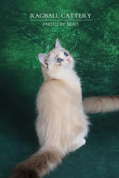 布偶猫 - 堆糖,美图壁纸兴趣社区