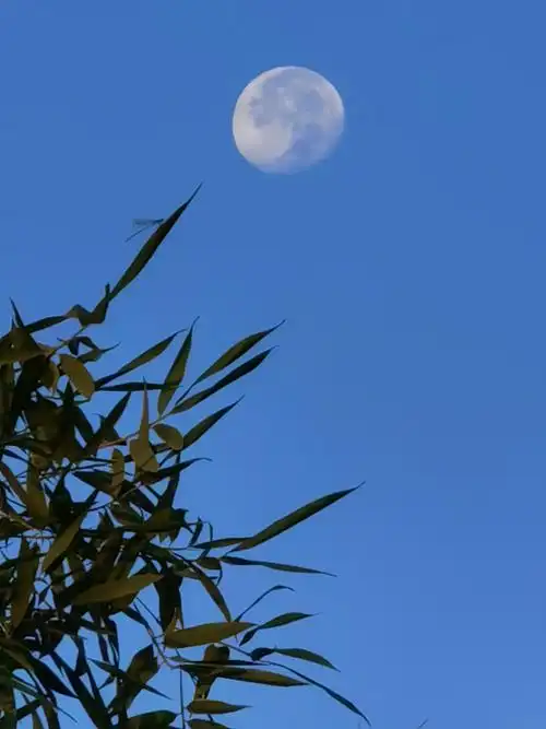 充满诗意的月亮