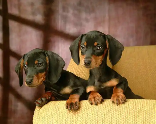 「图」cku注册五星级犬舍 双血统腊肠犬可上门挑选-沈阳宠物狗-沈阳