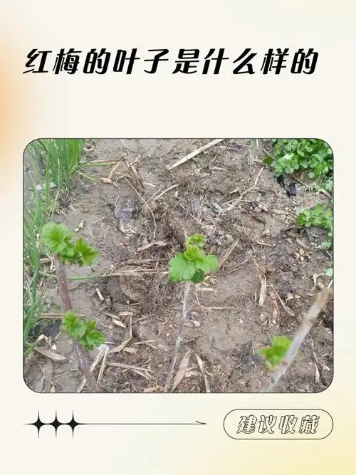 红梅的叶子特征