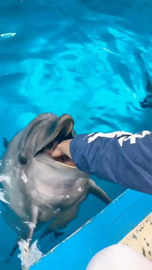 小海豚在水里太自由了,每天都特别开心,还有鱼吃