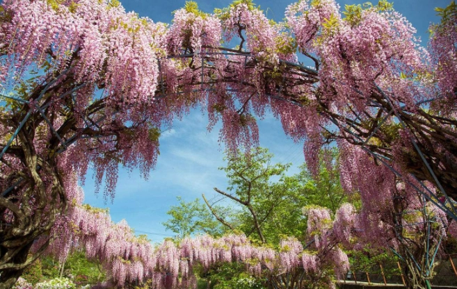 世界上最美六棵树,有三棵在中国,其中一棵李世民是亲手栽种