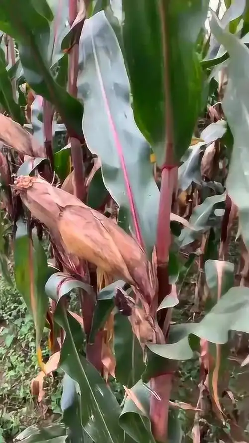玉米紫杆的特点