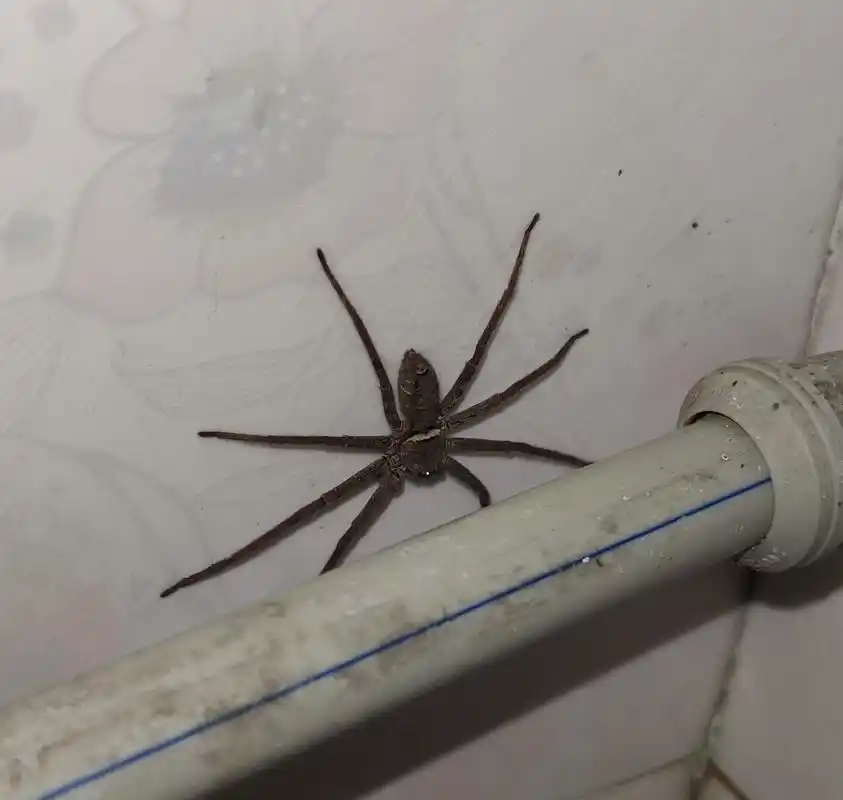 网友:家里同时有两只大蜘蛛,我想我应该换房子了![捂脸]