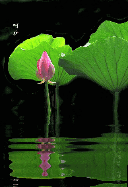 的倩影, 佛,是荷的精灵  我在荷与佛的灵犀中写诗  身沐荷香,心听佛语