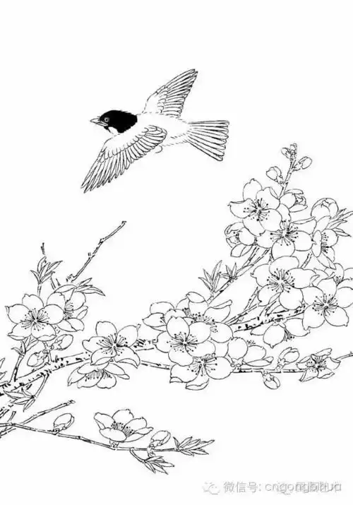 工笔桃花画法与线描画谱