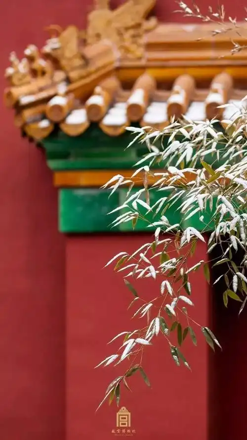 官网  全天票￥8003去故宫看腊梅暗香浮动雪里已知春信至,恰有梅花