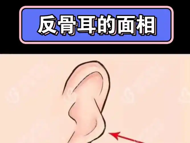 【面相解读】反骨耳的面相