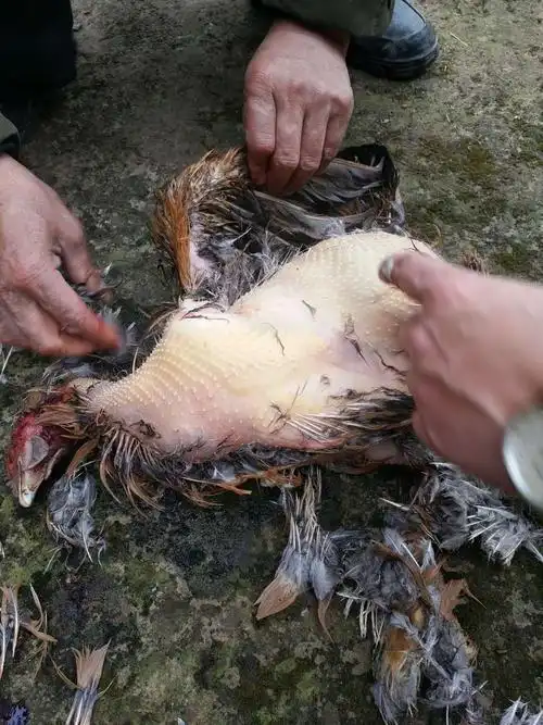 拔得一地鸡毛,能清楚看到鸡皮疙瘩(嫩鸡,饲料鸡是没有这种鸡皮疙瘩的)