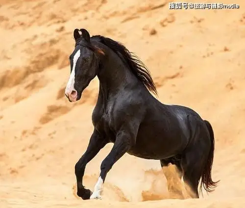 比印度皇室还要尊贵的马,耳朵很特别,长得很滑稽?还被禁止出口
