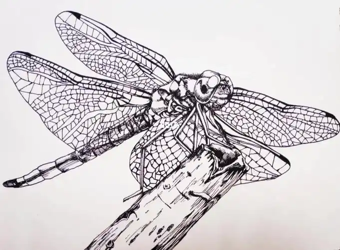 速写蜻蜓