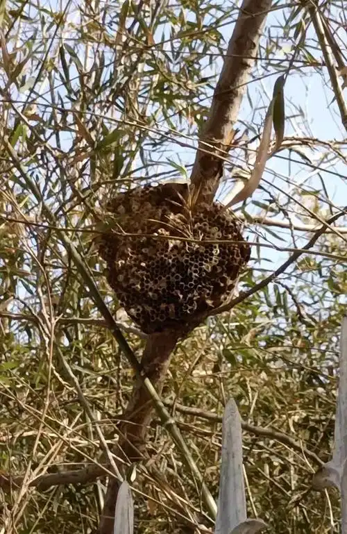 伊川人民东路发现一个马蜂窝希望尽快消除隐患