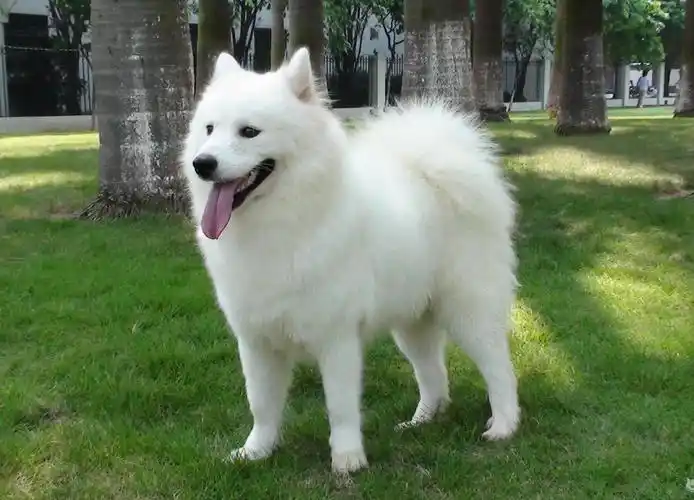 各种常见宠物狗价格大全,来看看你家狗狗买贵没有-宠物主人