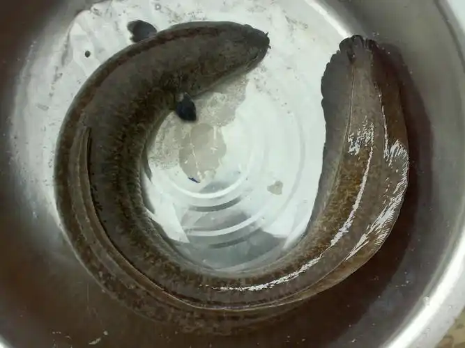 手机:13751994069(丘国才).