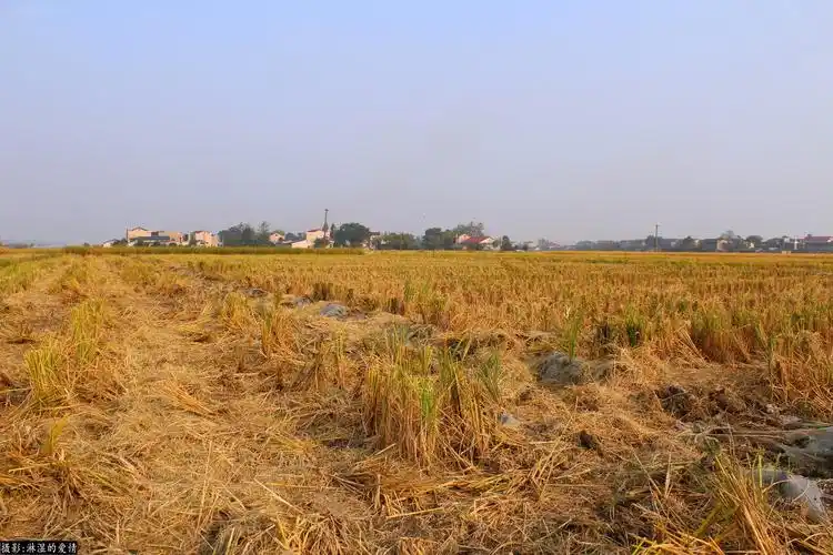 实拍湖南长沙农村秋收后稻田的样子,献给好奇的宝宝们,多图!|实拍|美