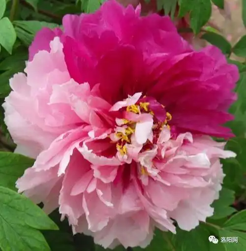 牡丹图片(牡丹图片简笔画)_植物知识网