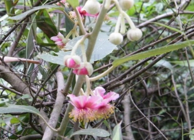 别名又叫毛花杨桃根,白洋桃,白毛桃等.