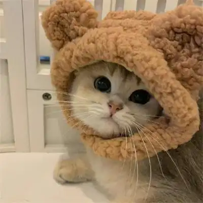 萌宠可爱的猫咪狗狗图片大全