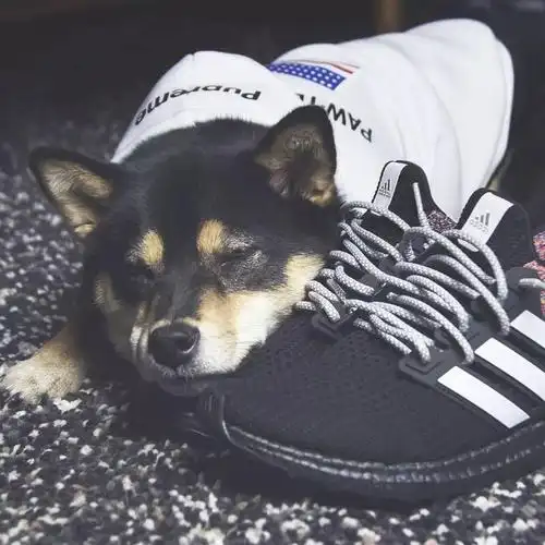 不当社畜了,却开始羡慕这条月入10w的宠物狗.